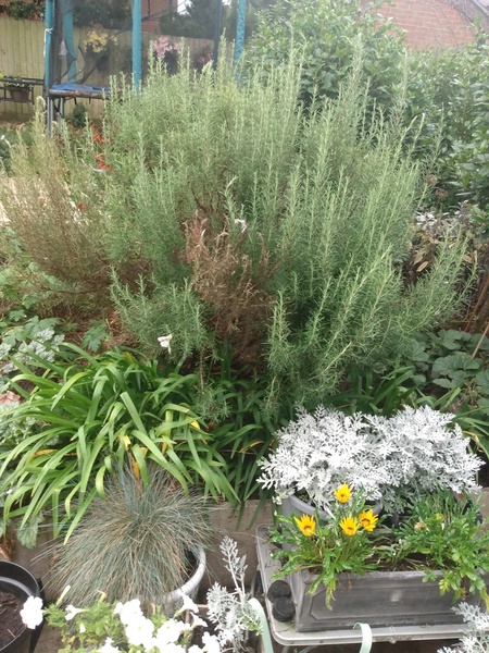 Can anyone tell me what is wrong with my rosemary?