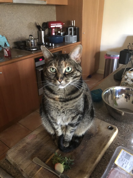 Help a cat novice.