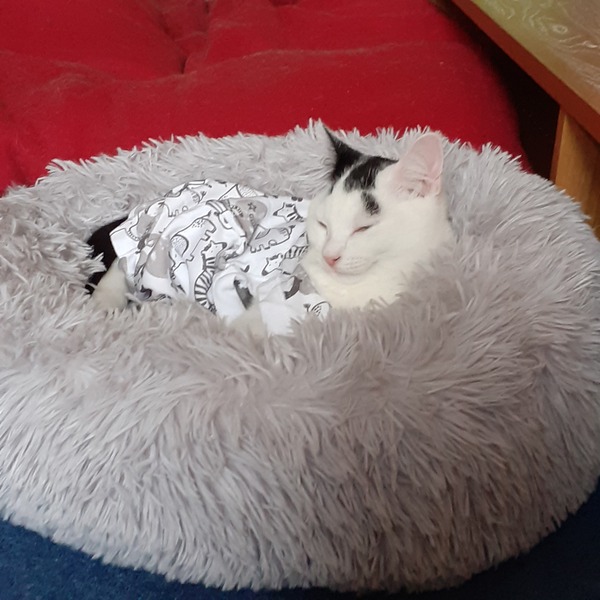 help! kitten won't wear surgical collar