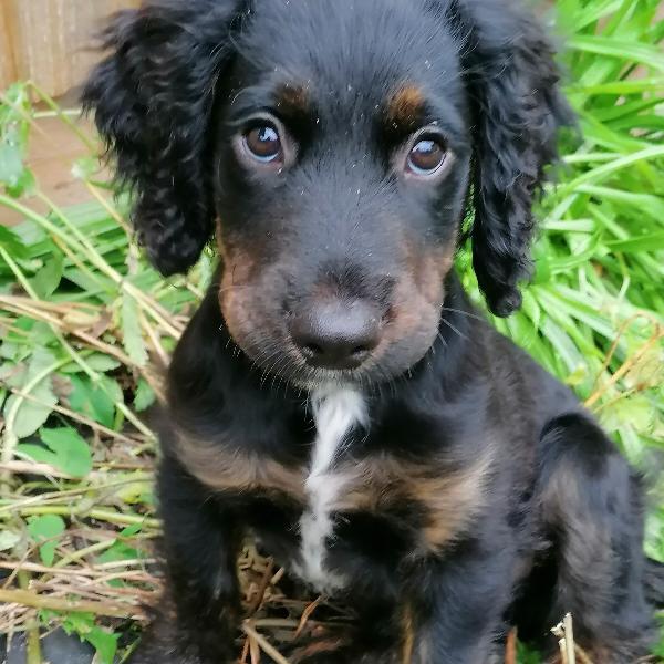 Puppy Survival Thread August part 2