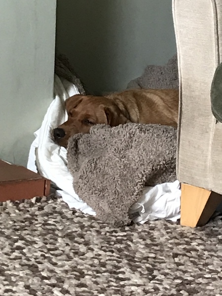 Puppy Survival Thread August part 2
