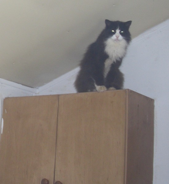 My cat who went missing is better...