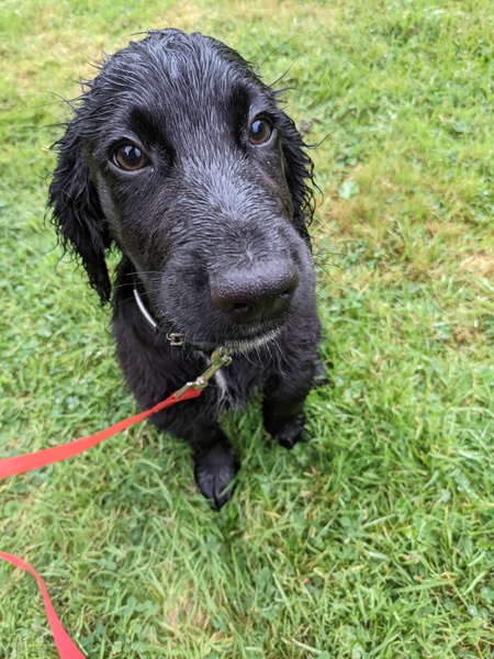 Puppy survival thread September and the pups just want to eat all the leaves!