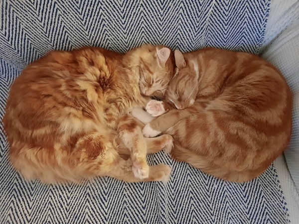 Silly q about kittens