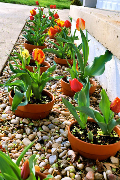 Loss with this garden