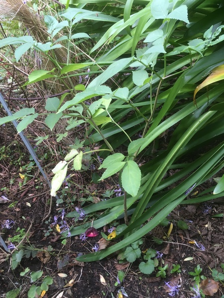 Plant ID please - is this a dahlia?