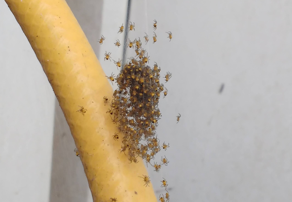 Our wispy spider babies!