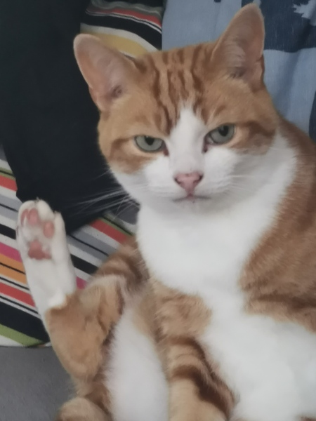 Chez Ollie - "Give me your tired, your paw, your purring masses..." - All welcome