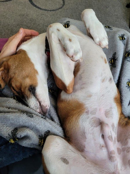 Puppy survival thread. Cold nights in the garden ... yeah...no