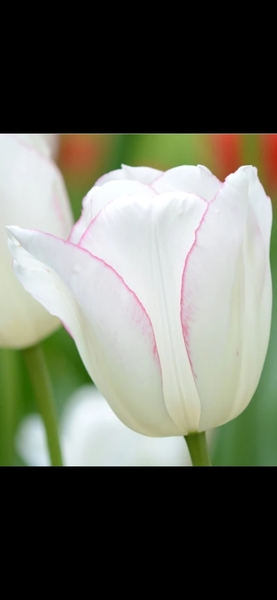 Spring bulbs