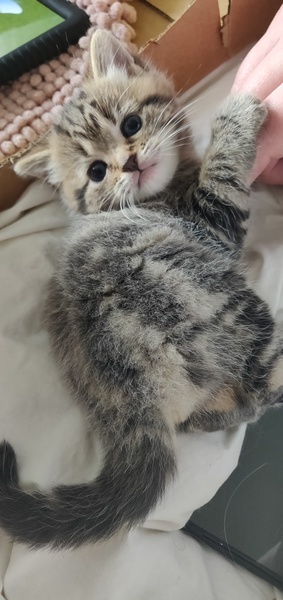 Best kitten photo ever