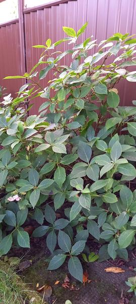 What is this bush, please...