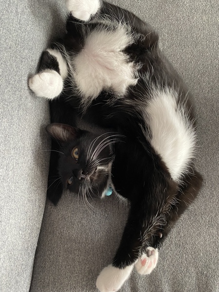 What's your DCat up to today? (Thread 8)