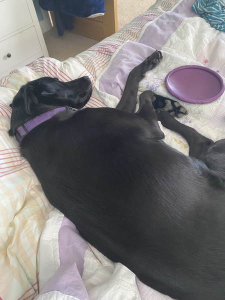 A day in the life of your dog