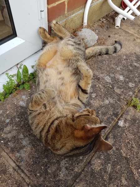 Thug cat part 4.  After all, it's not my Axminster.