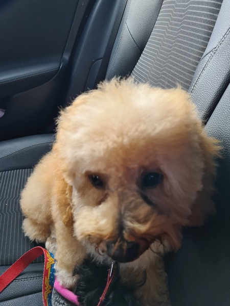 Cavapoochon - what does yours look like?