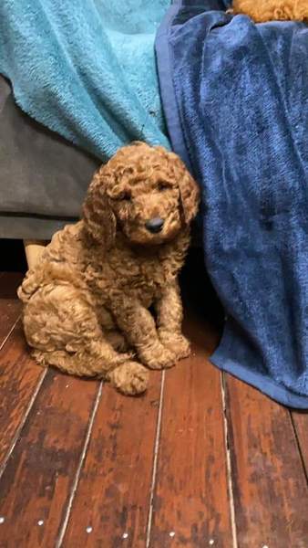 Puppy Survival Thread August part 2