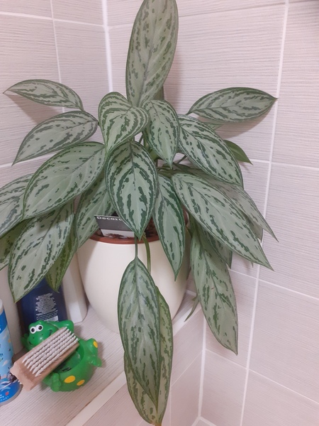 Advice on house plants please!