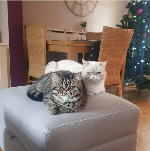 Fleas treatment for indoor cats