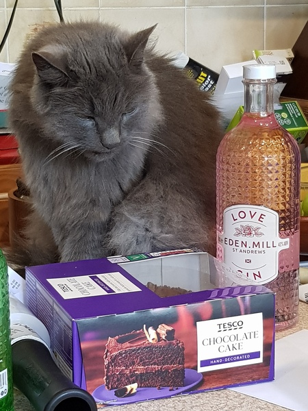 What's your DCat up to today? (Thread 9)