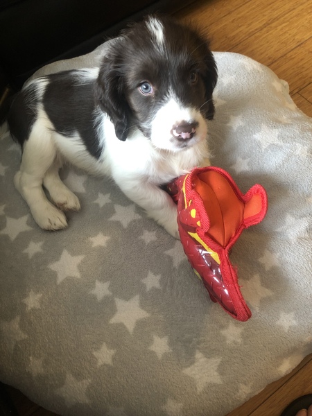 Puppy Survival Thread August part 2