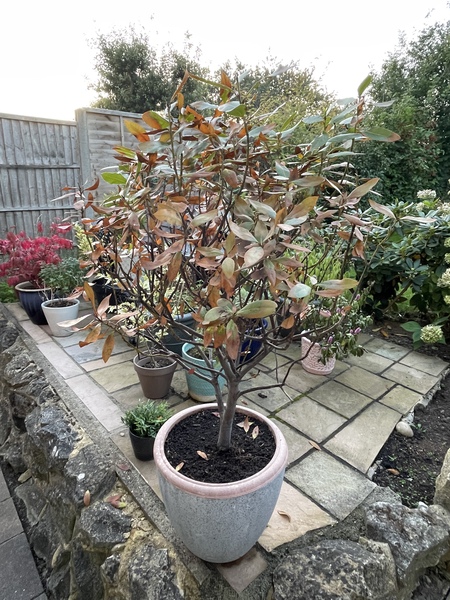 Bay Tree - how to revive? (With picture)