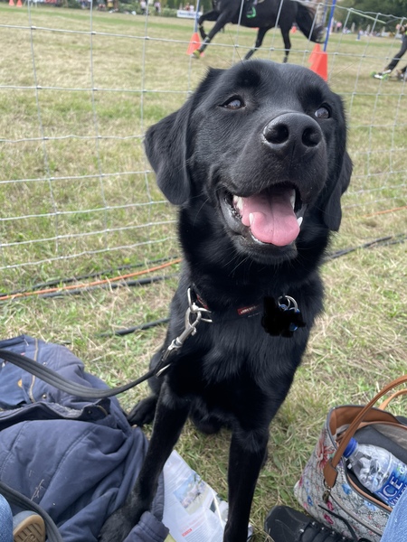 Knit, Crochet and Natter 6: Where there's a wool there's a way