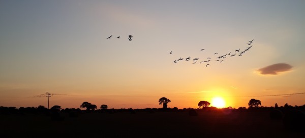 Swagger Inn 169 - Sod this for a game of --soldiers-- Musketeers - let's go somewhere hot and sunny.