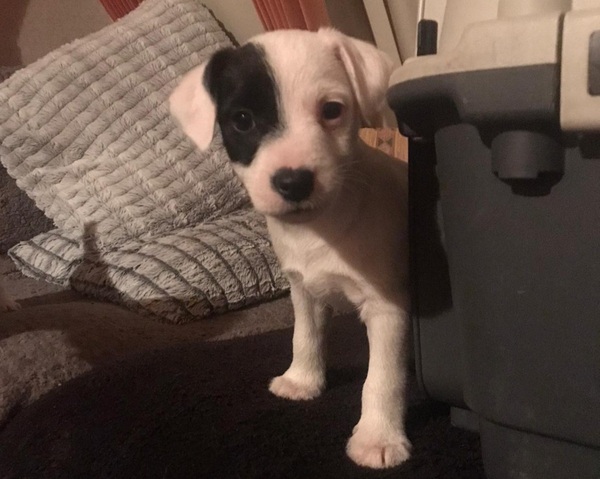 Puppy survival thread. Cold nights in the garden ... yeah...no