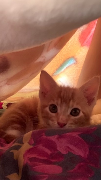 To ask for name ideas for kitten.