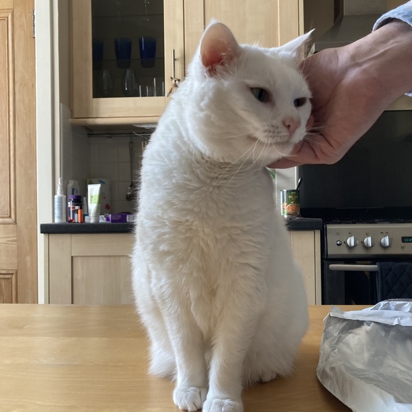 Sneezing cat