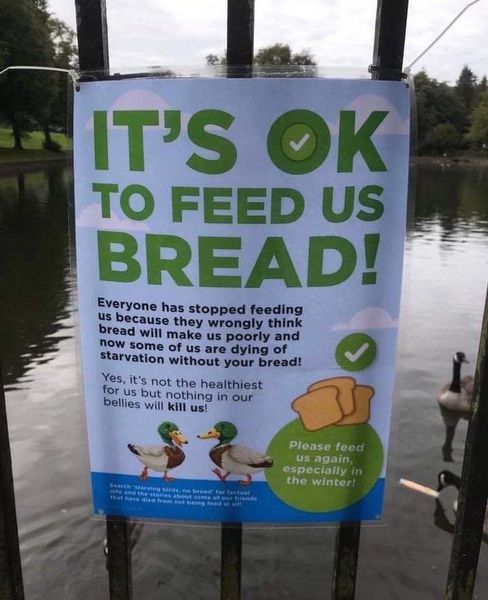Shamed at the Duck pond.