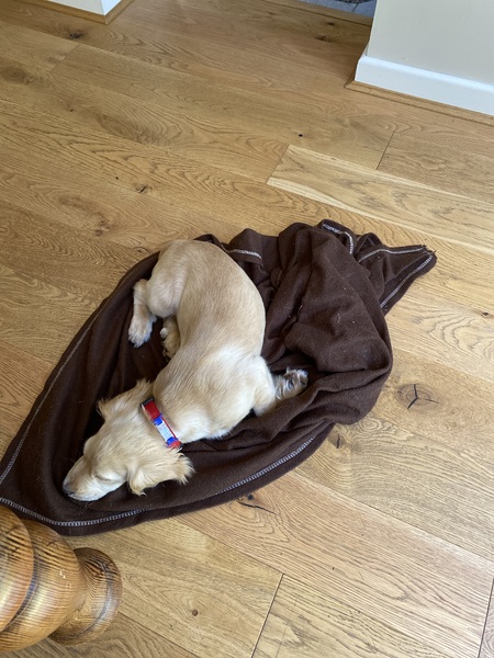 Puppy survival thread September and the pups just want to eat all the leaves!