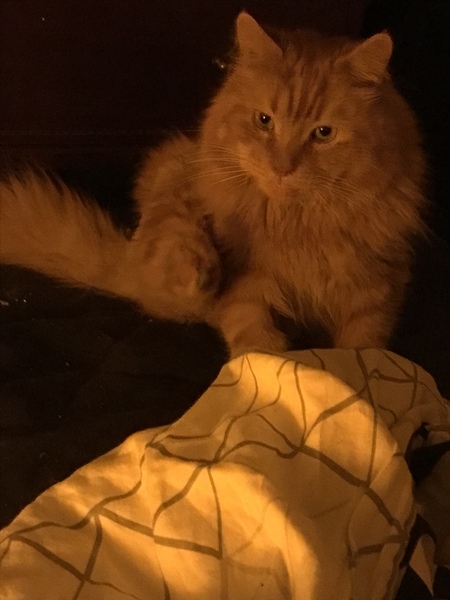 Chez Ollie - "Give me your tired, your paw, your purring masses..." - All welcome