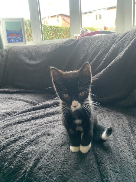 I might be getting a kitten and I’ve forgotten everything