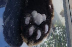 Thug cat part 4.  After all, it's not my Axminster.