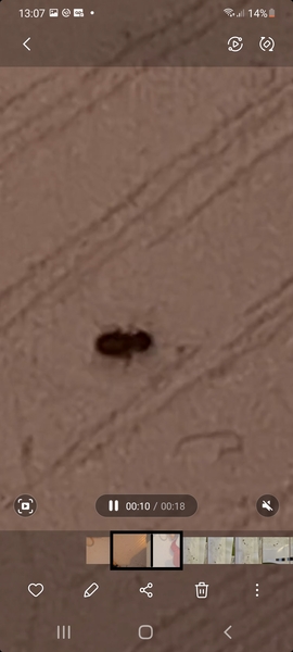 Bed bugs 😫 pic
