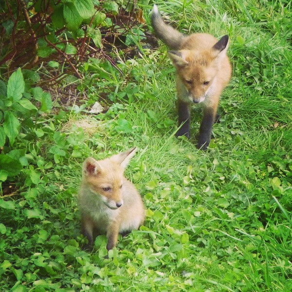 We have a fox family in our garden