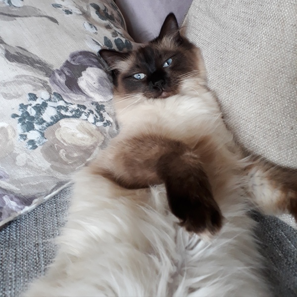 Indoor cat breed help
