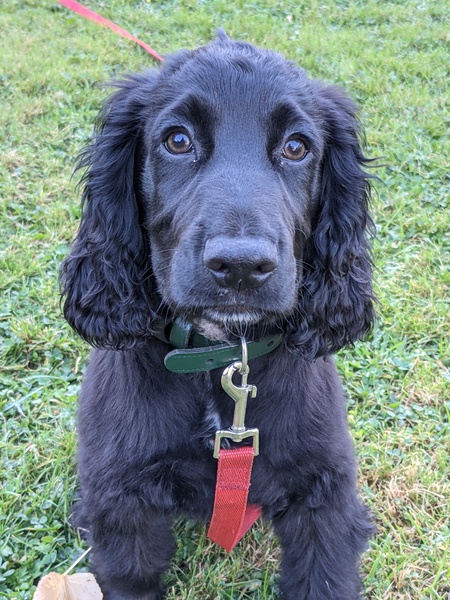 Puppy survival thread. Cold nights in the garden ... yeah...no