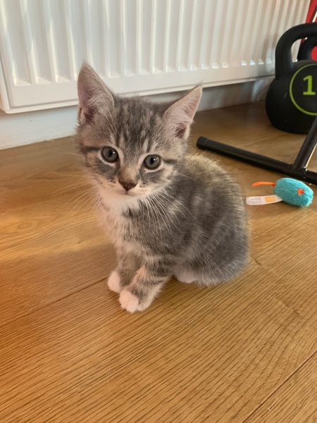 Best kitten photo ever
