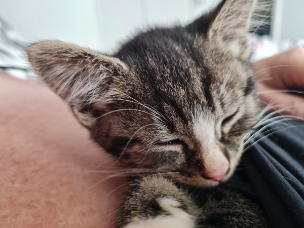 New Kitten After Heartbreak