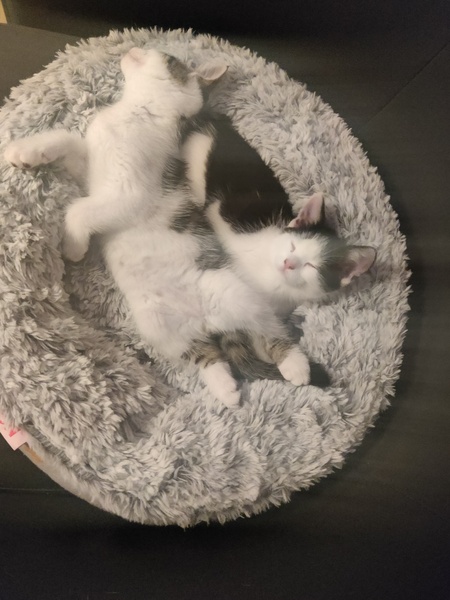 Kittens and possible building work