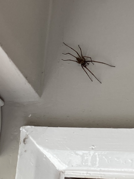 spiders are on steroids this year