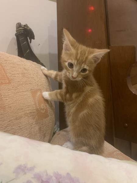 To ask for name ideas for kitten.