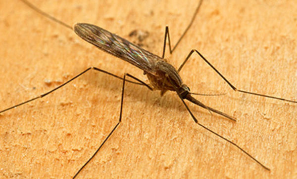 To ask what these bugs/flies are that are in my house?