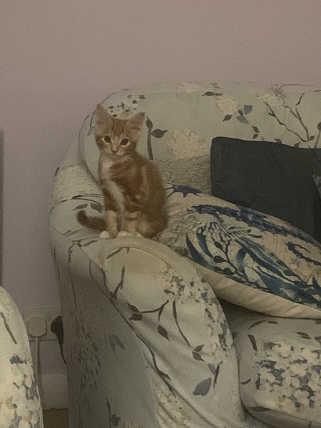 To ask for name ideas for kitten.