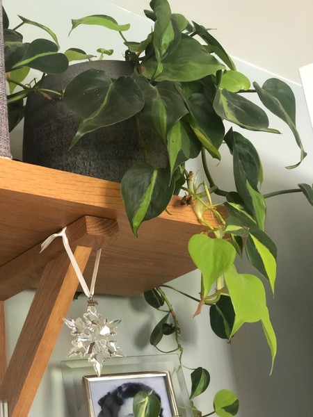Advice on house plants please!