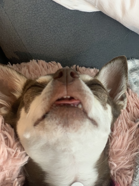 Chihuahua puppy and rain