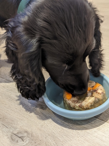 Puppy survival thread September and the pups just want to eat all the leaves!